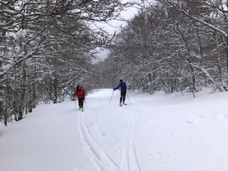 Progression en forêt